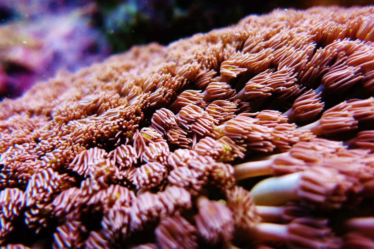 Terumbu Karang Laut Merah