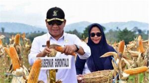 Ekspor Cuan! Komoditas Jagung Gorontalo Tembus Pasar Filipina, Devisa Miliaran Rupiah!