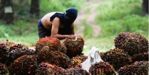 Pidana! 3 Pelaku Pencurian Buah Sawit Di Kebun Milik Perusahaan Berhasil Diringkus Di Gorontalo!